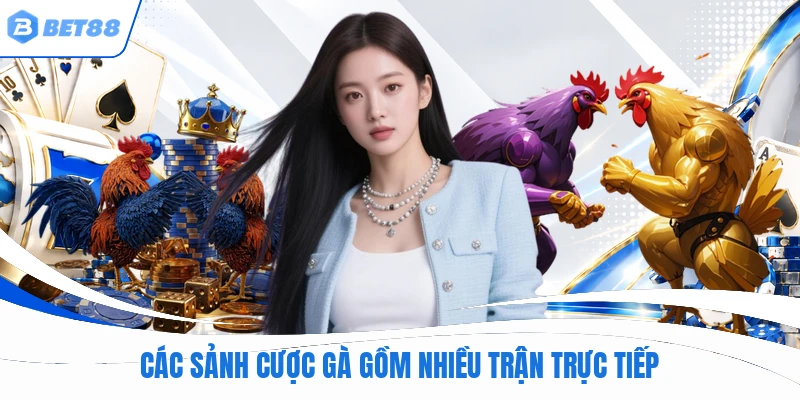 Các sảnh cược gà gồm nhiều trận trực tiếp